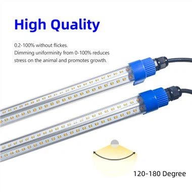 Ljós fyrir kjúklingaeggjaframleiðslu