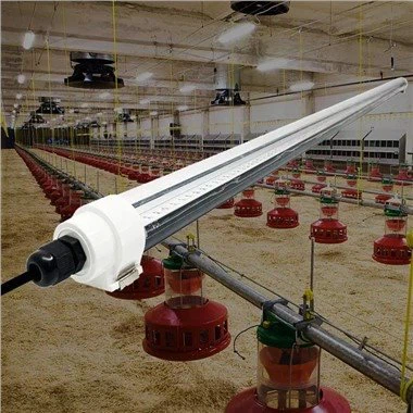 Kjúklingaljósabúnaður