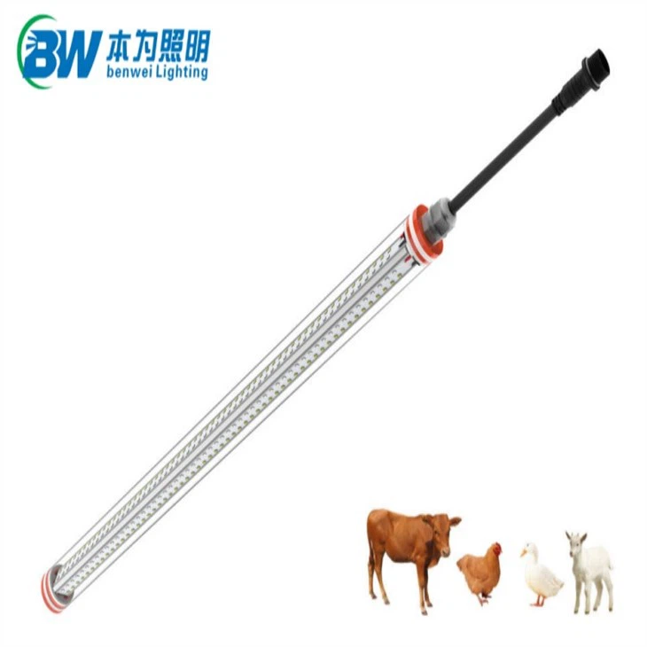 Lighting System For Poultry