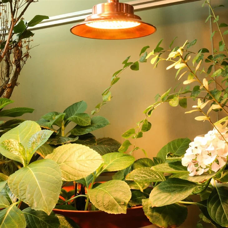 Garden Light -70℃